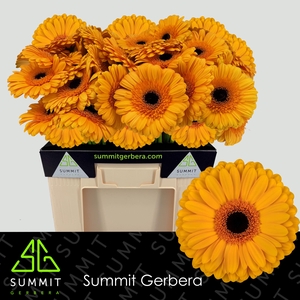 Gerbera Oaklyn Water