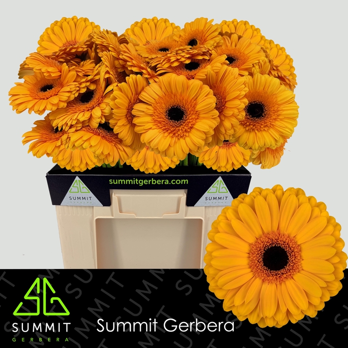 <h4>Gerbera Oaklyn Water</h4>
