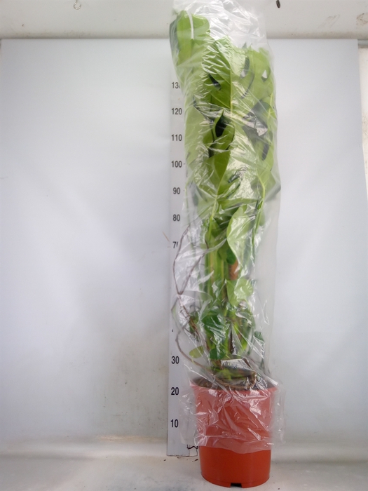 <h4>Monstera delic.</h4>