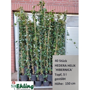 Hedera hibernica tuin