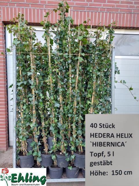 <h4>Hedera hibernica tuin</h4>