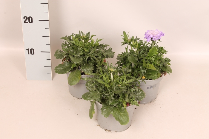 vaste planten 12 cm  Scabiosa columbaria Mariposa Blue