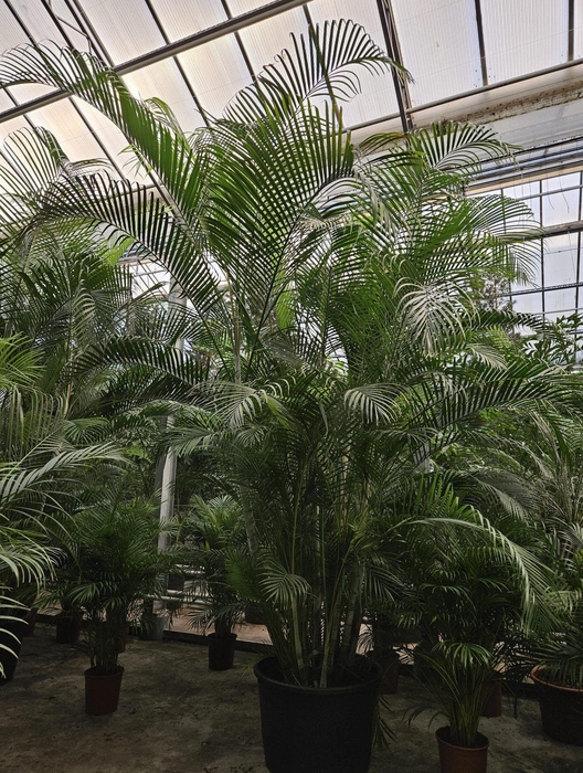 <h4>Dypsis lutescens (Areca)</h4>