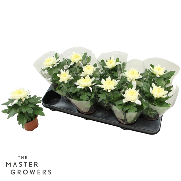 <h4>Deco Chrysant Cosmo Wit 9cm 1pp</h4>