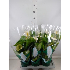 Anthurium andr. 'Samora'