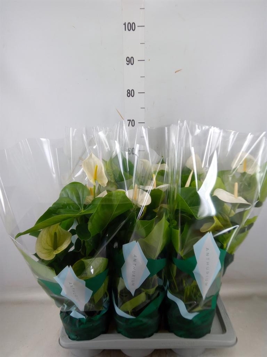 <h4>Anthurium andr. 'Samora'</h4>