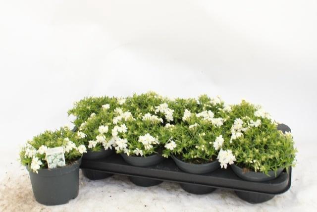 <h4>PHLOX S FAB WHITE</h4>