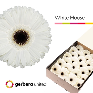 Gerbera White House Doos