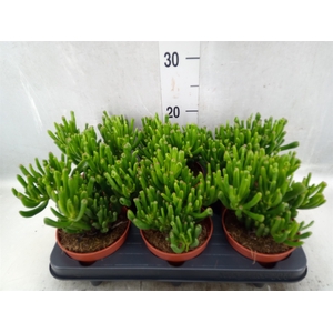 Crassula ovata 'Hobbit'