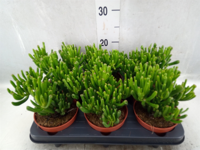 <h4>Crassula ovata 'Hobbit'</h4>