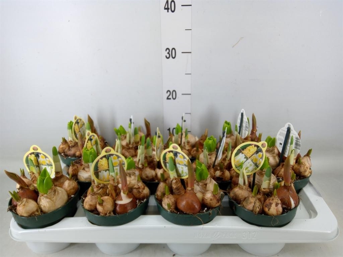 <h4>Bolbloemen   ...mix in pot</h4>