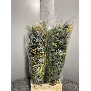 Acacia Baileya Bl Bs