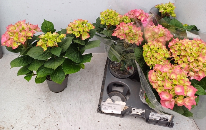 <h4>HYDR M ROSITA</h4>