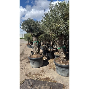 OLEA EUROPAEA