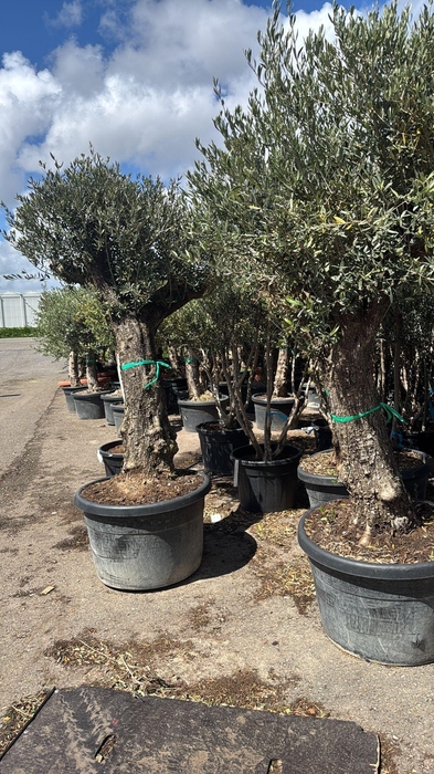 <h4>OLEA EUROPAEA</h4>