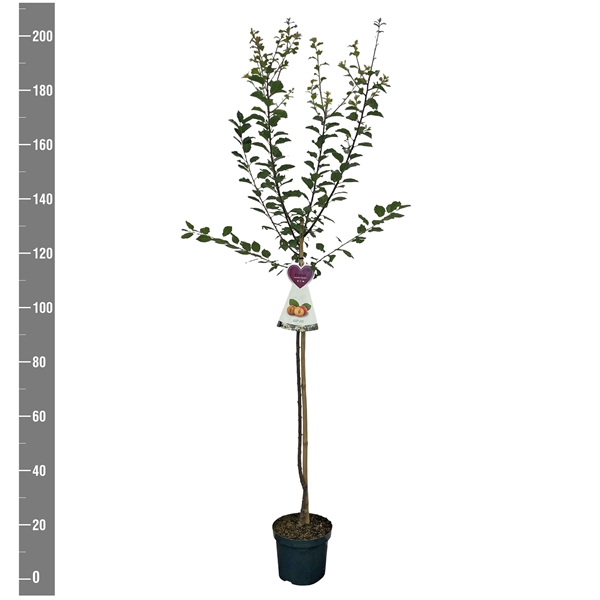 <h4>Prunus d. Aprimira halfstam</h4>