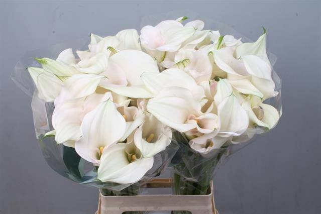 <h4>Calla Captain Ventura Double Kallaland</h4>