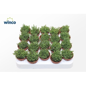 Kalanchoe Daigremontiana