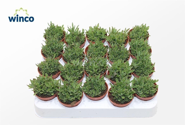 Kalanchoe Daigremontiana