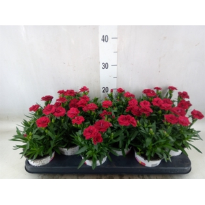 Dianthus  'Oscar Red'