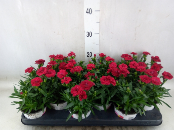 <h4>Dianthus  'Oscar Red'</h4>