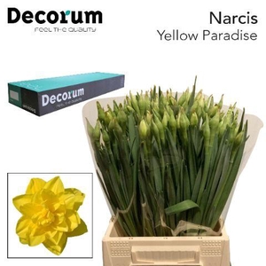 Narcissus Yellow Paradise Small Box 100