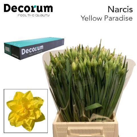 <h4>Narcissus Yellow Paradise Big Box 300</h4>