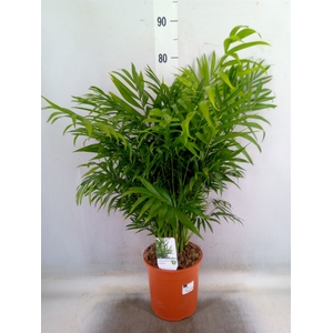 Chamaedorea elegans