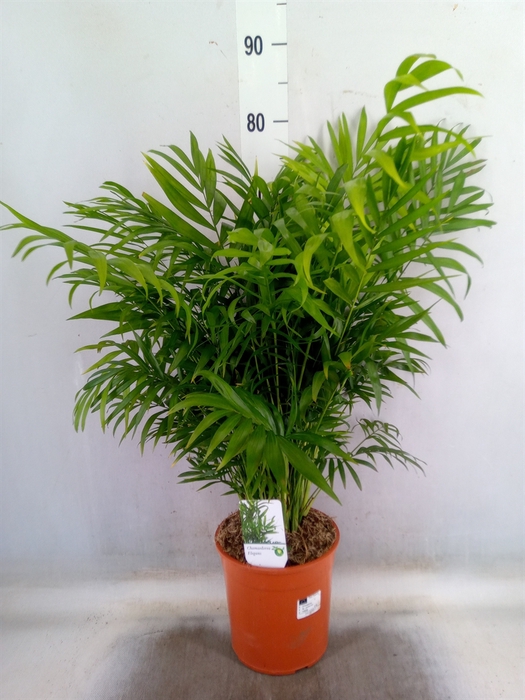 <h4>Chamaedorea elegans</h4>