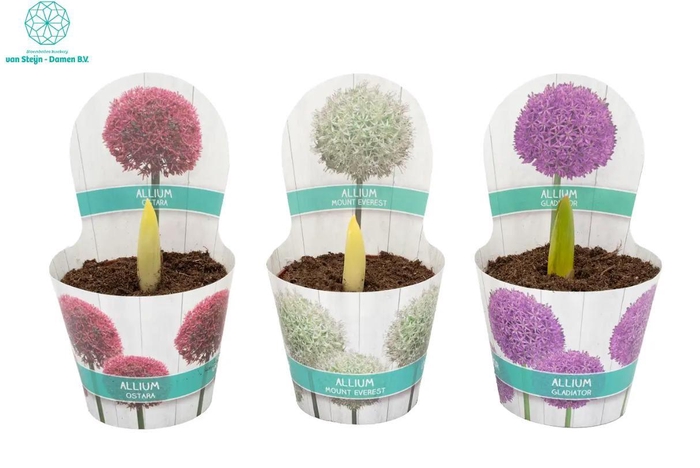<h4>Allium</h4>