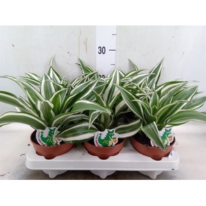 Dracaena frag. 'White Jewel'