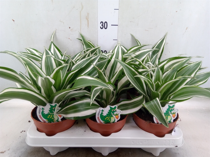<h4>Dracaena frag. 'White Jewel'</h4>