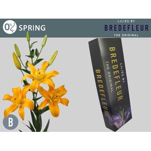 LI LA SPRING QUALITY BOX