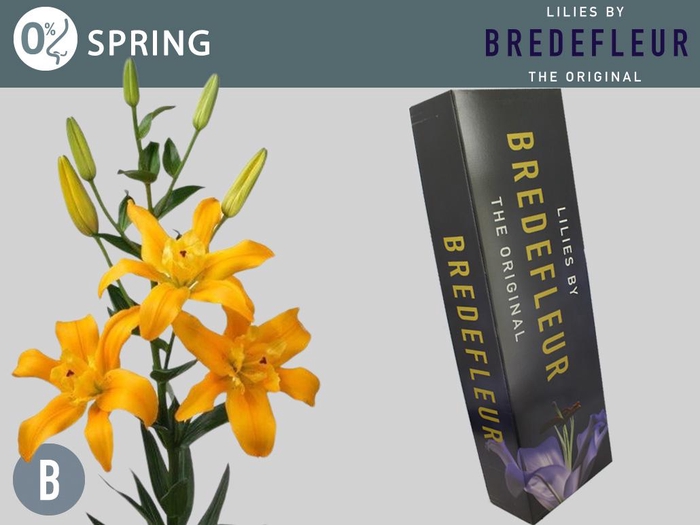 <h4>LI LA SPRING QUALITY BOX</h4>