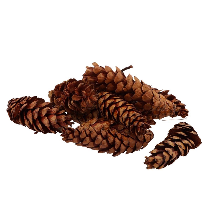 <h4>Nature Strobus Big Natural P/50</h4>