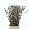 Salix Magical Silver