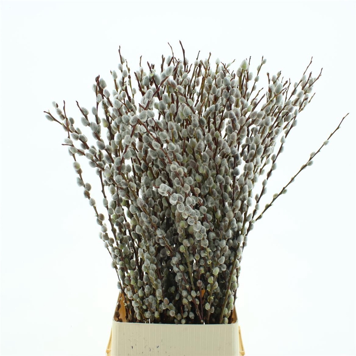 Salix Magical Silver