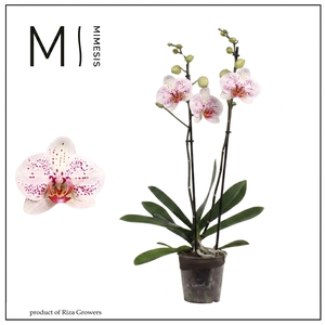 Phalaenopsis  'Bohemian Goya'