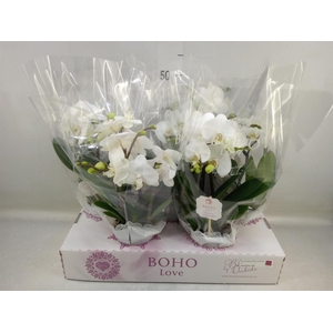 Phalaenopsis   ...white