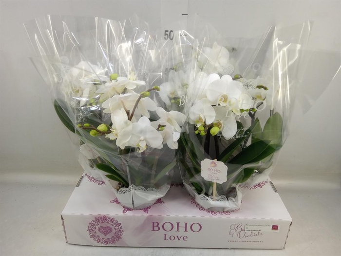 <h4>Phalaenopsis   ...white</h4>
