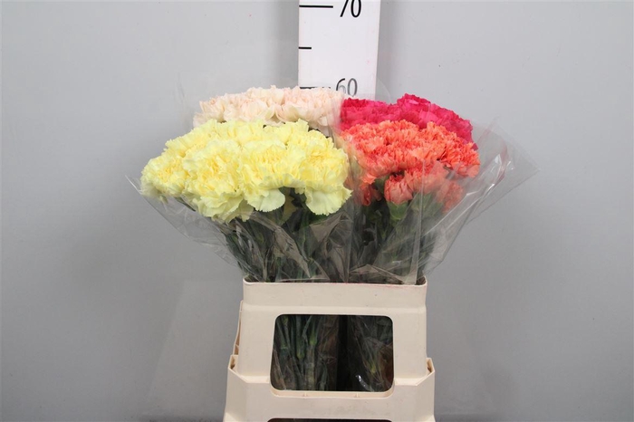 <h4>Di St Gemengd</h4>