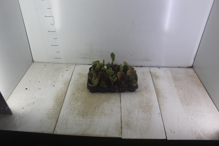 <h4>CACTUS MINI P06</h4>