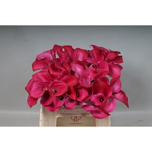 Zantedeschia pink jewel