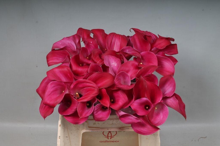 <h4>Zantedeschia pink jewel</h4>