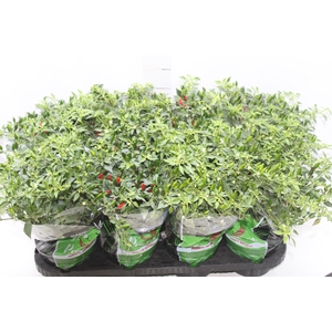 PIMENTA MALAGUETINHA P14