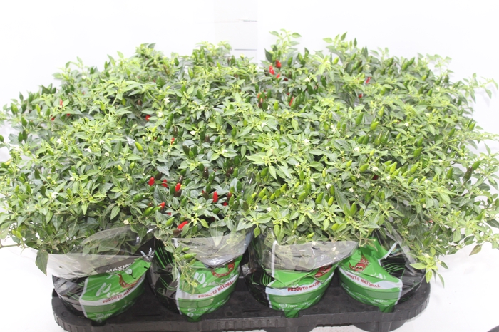 <h4>PIMENTA MALAGUETINHA P14</h4>