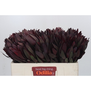 Leucadendron Saf Sunset Dark R.