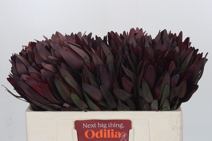 <h4>Leucadendron Saf Sunset Dark R.</h4>
