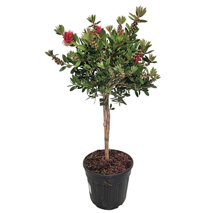 <h4>CALLISTEMON CITRINUS</h4>