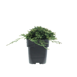Juniperus horizont. 'Wiltonii '